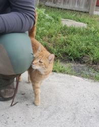 Found/Stray Male Cat last seen Winton Woods Farm and Equestrian, Cincinnati, OH 45231