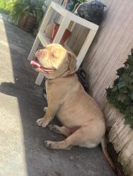 Lost Male Dog last seen Trappers cove trail, Lansing, MI 48933