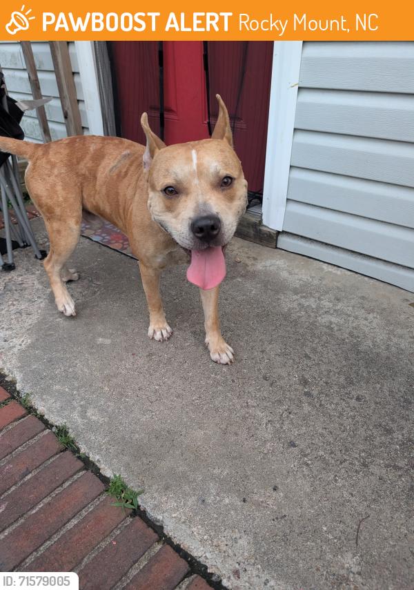 Found/Stray Male Dog last seen E Thomas St, Rocky Mount, NC 27804