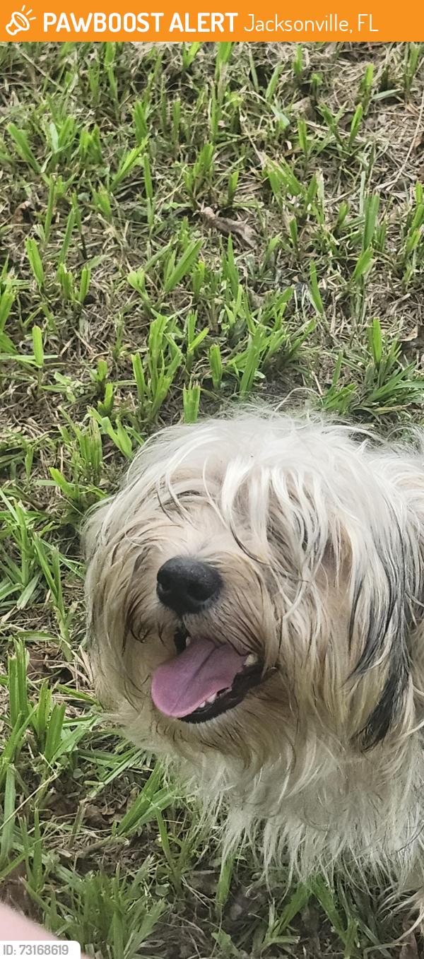 Found/Stray Male Dog last seen Highlands Depaul Dr, Jacksonville, FL 32218