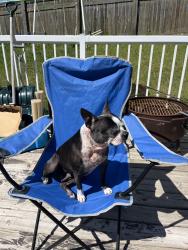 Lost Female Dog last seen Evansbrooke, Calgary, AB T3P 1H1