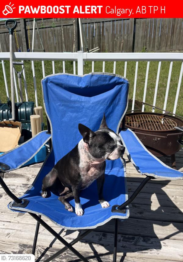 Lost Female Dog last seen Evansbrooke, Calgary, AB T3P 1H1