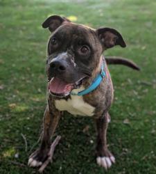 Shelter Stray Male Dog last seen SE 148th and SE Division, OR, 1700 W Historic Columbia River Hwy, Troutdale, OR 97060, USA