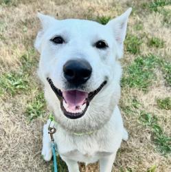 Shelter Stray Male Dog last seen Marine Drive and Airport way, PORTLAND, OR, 97230, 1700 W Historic Columbia River Hwy, Troutdale, OR 97060, USA