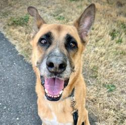 Shelter Stray Male Dog last seen SE 174th and Spring water trail, PORTLAND, OR, 97236, 1700 W Historic Columbia River Hwy, Troutdale, OR 97060, USA