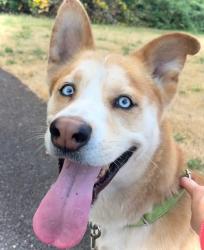 Shelter Stray Male Dog last seen Adoption Return, PORTLAND, OR, 97217, 1700 W Historic Columbia River Hwy, Troutdale, OR 97060, USA