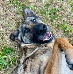 Shelter Stray Female Dog last seen SW Dickinson st and SW 60th Ave, PORTLAND, OR, 97219, 1700 W Historic Columbia River Hwy, Troutdale, OR 97060, USA