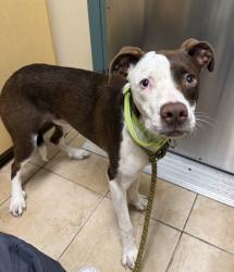 Shelter Stray Male Dog last seen NE Glisan and NE 118th, OR, 1700 W Historic Columbia River Hwy, Troutdale, OR 97060, USA