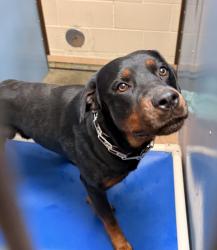 Shelter Stray Male Dog last seen Near Franklin Avenue, San Diego, CA, 92113, 5500 Gaines St, San Diego, CA 92110, USA