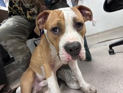 Shelter Stray Male Dog last seen W 20th Street and Mermaid Ave, BROOKLYN, NY, 11224, 326 E 110th St, New York, NY 10029, USA