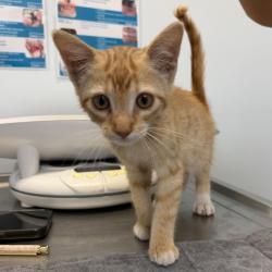 Shelter Stray Male Cat last seen Near Osler Street, San Diego, CA, 92111, 5500 Gaines St, San Diego, CA 92110, USA