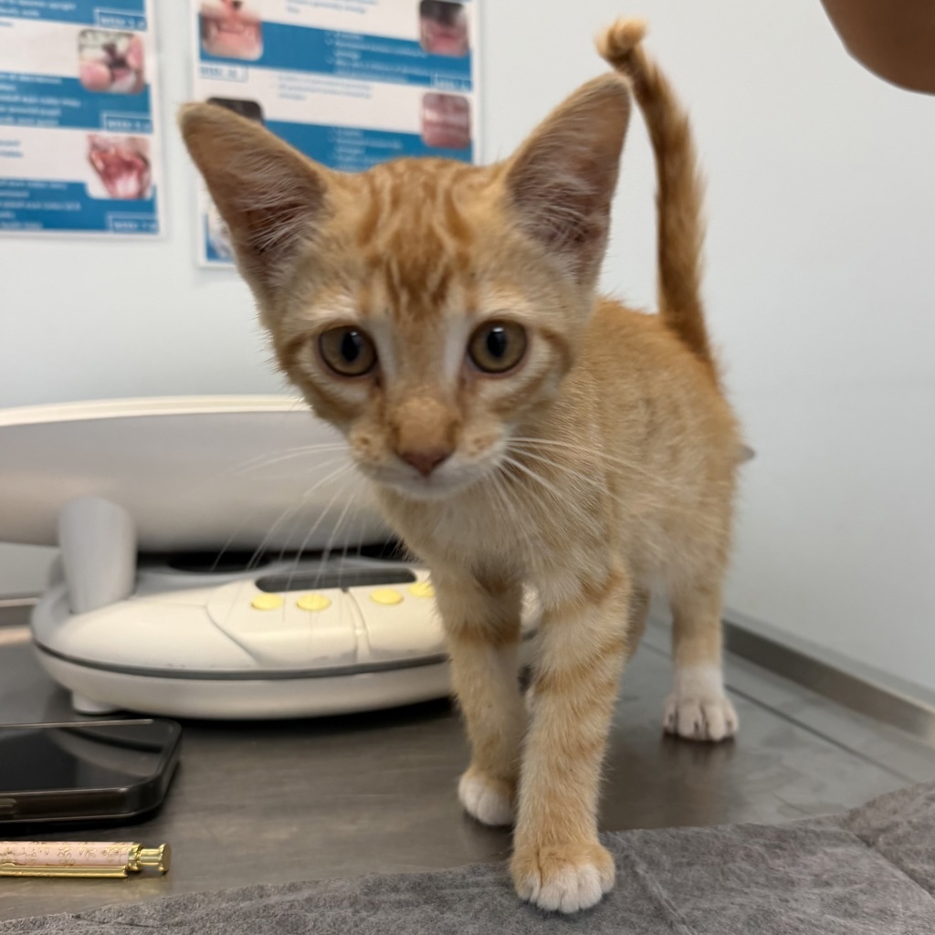 Shelter Stray Male Cat last seen Near Osler Street, San Diego, CA, 92111, 5500 Gaines St, San Diego, CA 92110, USA