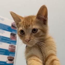 Shelter Stray Male Cat last seen Near Osler Street, San Diego, CA, 92111, 5500 Gaines St, San Diego, CA 92110, USA