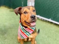 Shelter Stray Female Dog last seen Near Jerome Avenue, BRONX, NY, 10468, 326 E 110th St, New York, NY 10029, USA