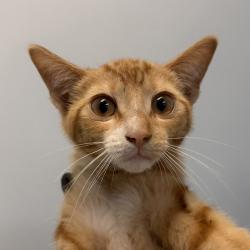Shelter Stray Male Cat last seen Near Osler Street, San Diego, CA, 92111, 5500 Gaines St, San Diego, CA 92110, USA