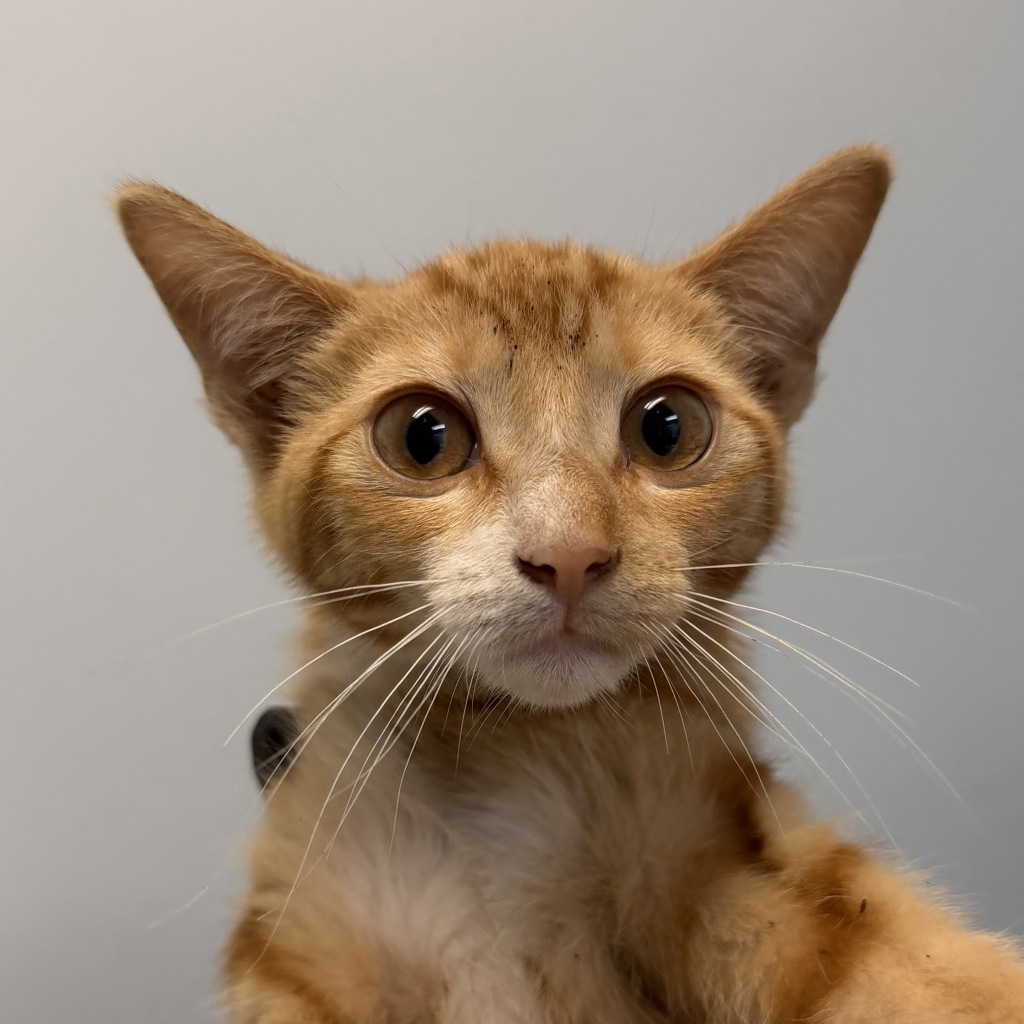 Shelter Stray Male Cat last seen Near Osler Street, San Diego, CA, 92111, 5500 Gaines St, San Diego, CA 92110, USA