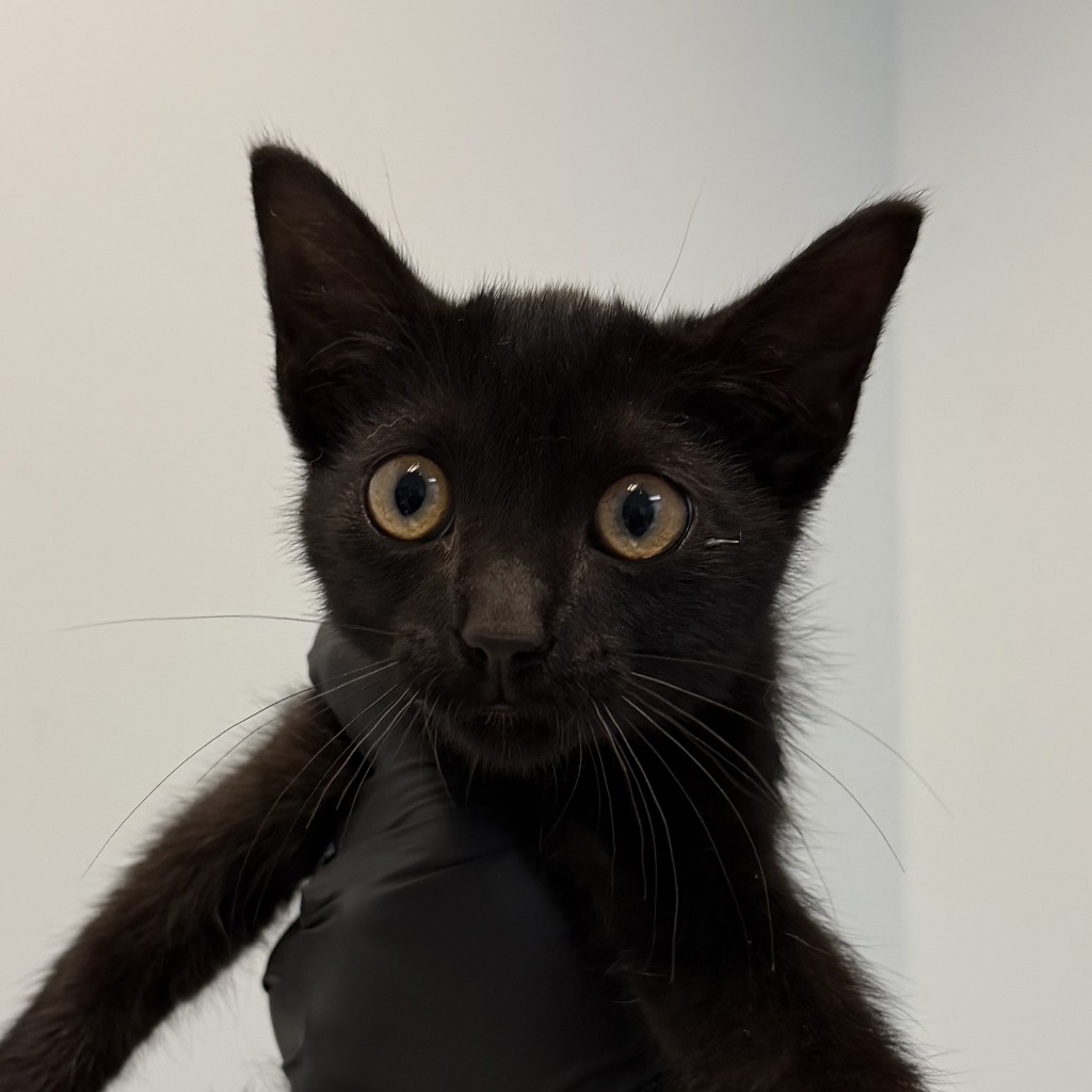 Shelter Stray Male Cat last seen Near Osler Street, San Diego, CA, 92111, 5500 Gaines St, San Diego, CA 92110, USA