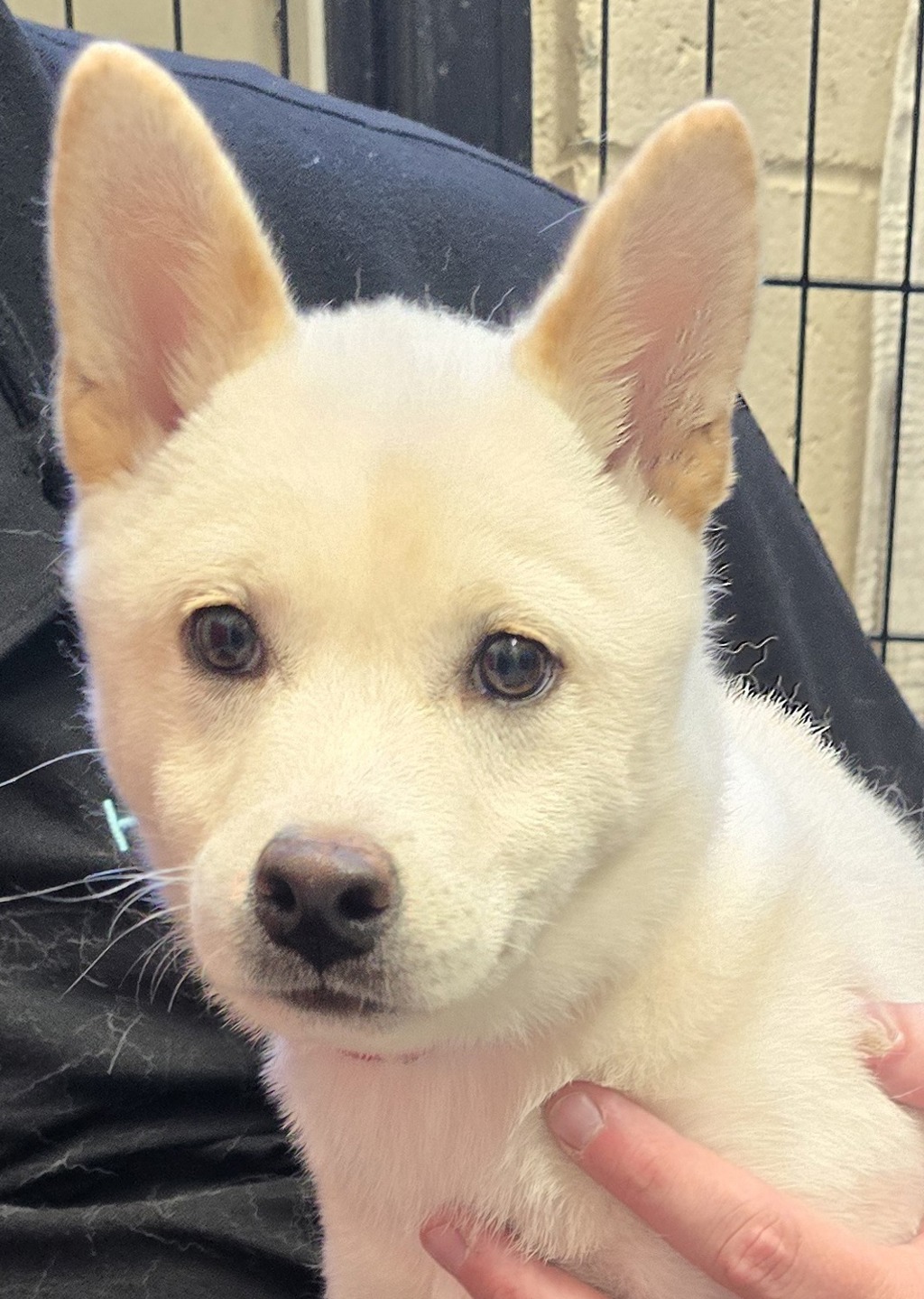 Shelter Stray Female Dog last seen Granite hills high school, El Cajon, CA, 92019, El Cajon, CA 92020, USA