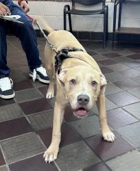 Shelter Stray Male Dog last seen Apt 1A,2788 Claflin Avenue, BRONX, NY, 10468, 326 E 110th St, New York, NY 10029, USA