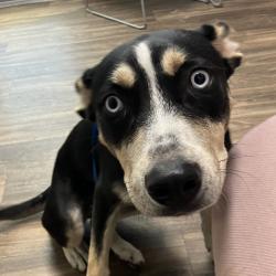 Shelter Stray Unknown Dog last seen Near Perth Place, San Diego, CA, 92139, 5500 Gaines St, San Diego, CA 92110, USA