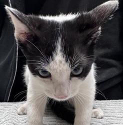 Shelter Stray Unknown Cat last seen Near N Midway Drive, Escondido, CA, 92027, Escondido, CA 92027, USA