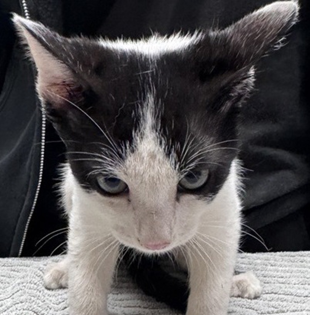 Shelter Stray Female Cat last seen Near N Midway Drive, Escondido, CA, 92027, Escondido, CA 92027, USA