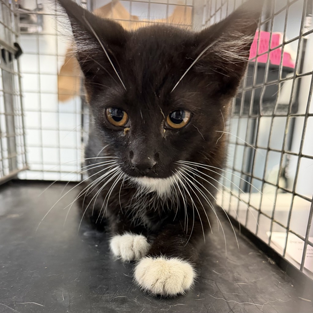 Shelter Stray Unknown Cat last seen Arbodar rd, San Diego, CA, 92154, 5500 Gaines St, San Diego, CA 92110, USA
