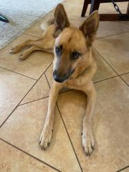 Shelter Stray Male Dog last seen Near W Mission Road, San Marcos, CA, 92069, Escondido, CA 92027, USA