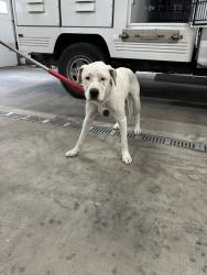 Shelter Stray Male Dog last seen Nevada And Wellesley, 6815 E Trent Ave, Spokane, WA 99212, USA