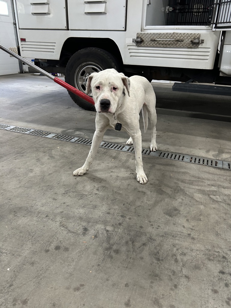 Shelter Stray Male Dog last seen Nevada And Wellesley, WA, 6815 E Trent Ave, Spokane, WA 99212, USA