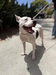 Shelter Stray Female Dog last seen Russel Street, San Diego, CA, 92106, 5500 Gaines St, San Diego, CA 92110, USA