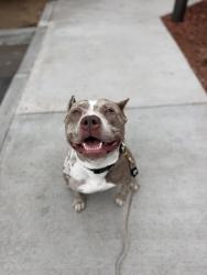Shelter Stray Female Dog last seen Near Ulric Street, San Diego, CA, 92111, 5500 Gaines St, San Diego, CA 92110, USA