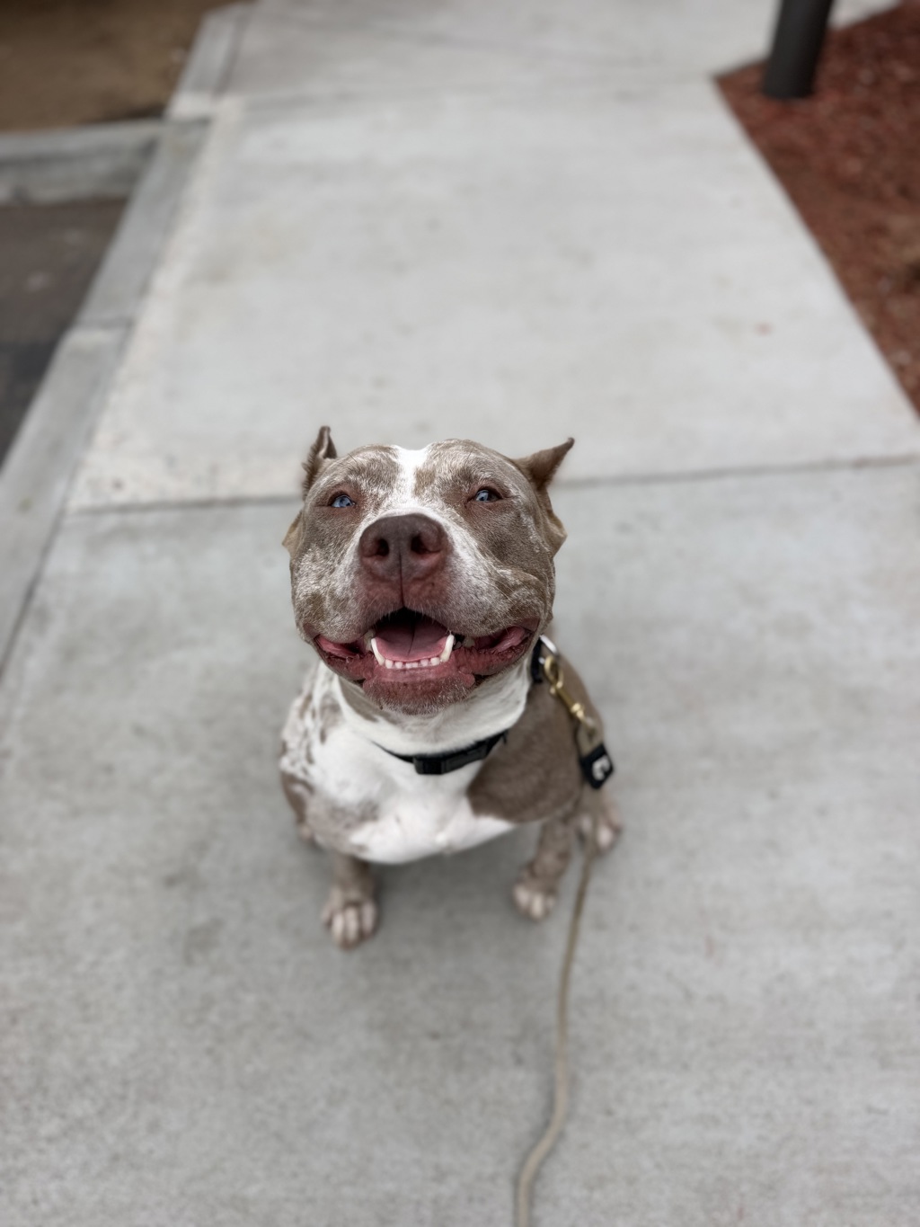 Shelter Stray Female Dog last seen Near Ulric Street, San Diego, CA, 92111, 5500 Gaines St, San Diego, CA 92110, USA