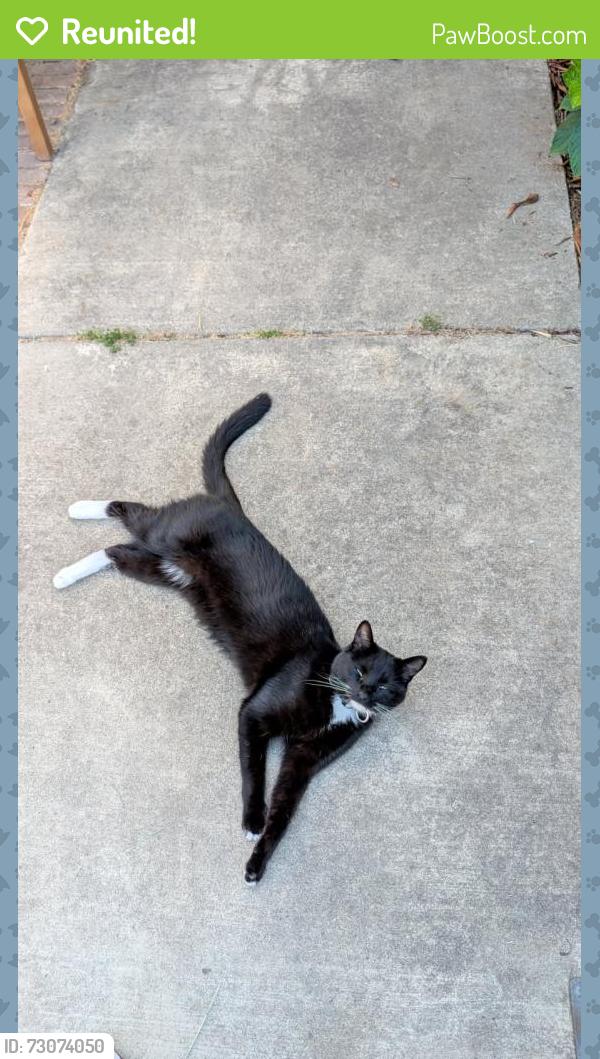 Reunited Male Cat last seen Cooperston and camden, Elk Grove, CA 95624