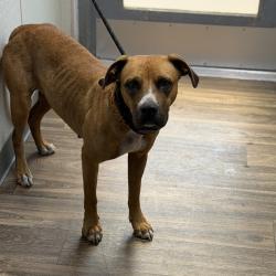 Shelter Stray Female Dog last seen Ronson Road, San Diego, CA, 92111, 5500 Gaines St, San Diego, CA 92110, USA
