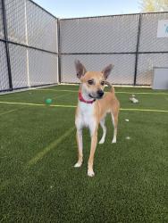 Shelter Stray Female Dog last seen Near University Avenue, San Diego, CA, 92115, 5500 Gaines St, San Diego, CA 92110, USA