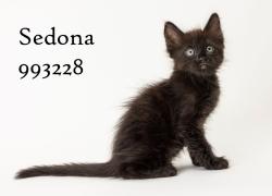 Shelter Stray Female Cat last seen Near Margarita Street, San Diego, CA, 92114, 5500 Gaines St, San Diego, CA 92110, USA