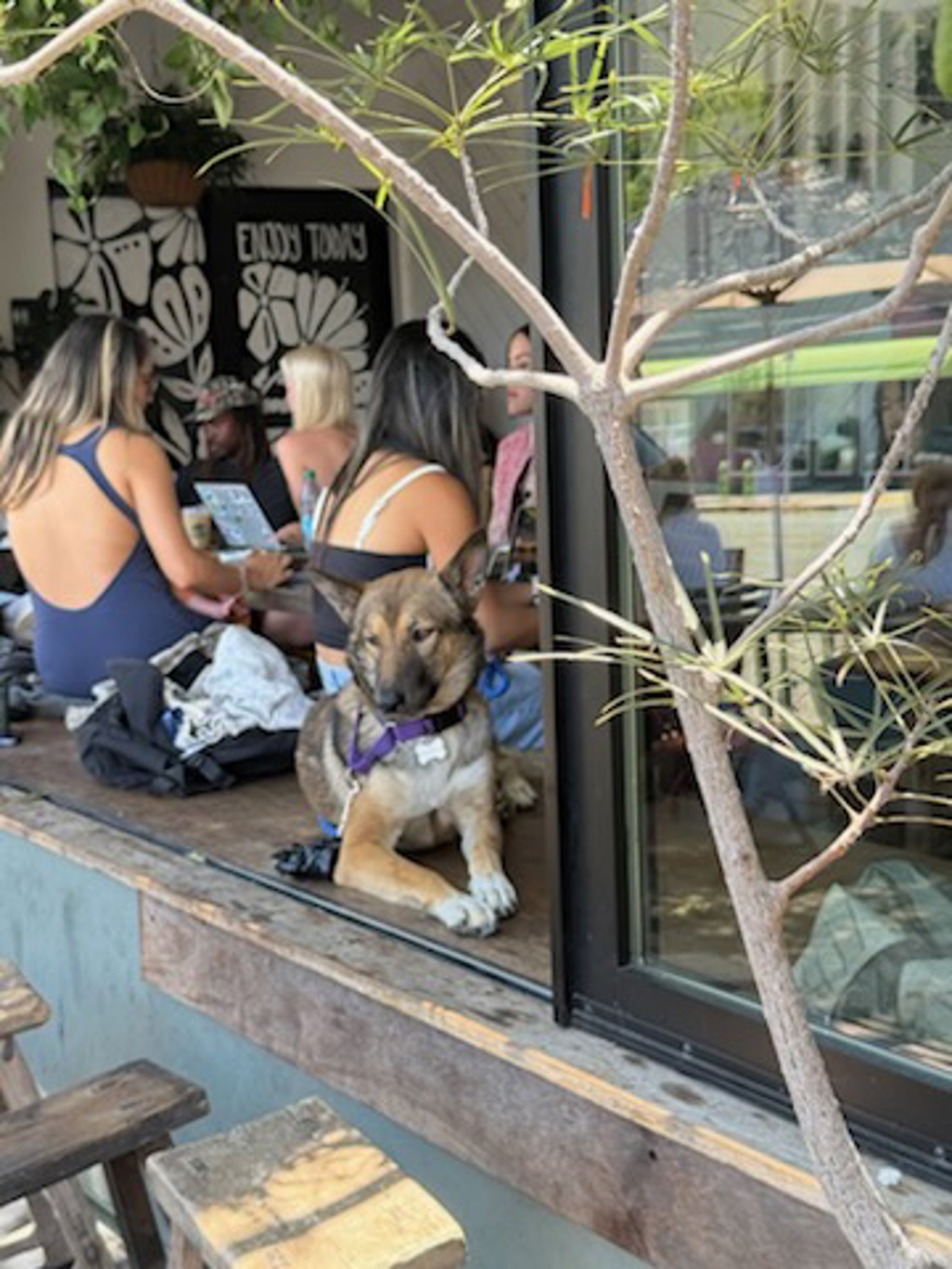 Shelter Stray Male Dog last seen Otay Mesa Freeway, San Diego, CA, 92154, 5500 Gaines St, San Diego, CA 92110, USA