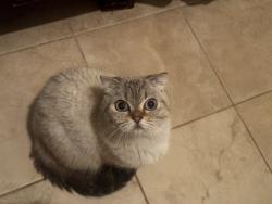 Found/Stray Female Cat last seen Pine Hawk Dr, Spring Lake, NC 28390