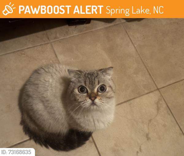 Found/Stray Female Cat last seen Pine Hawk Dr, Spring Lake, NC 28390