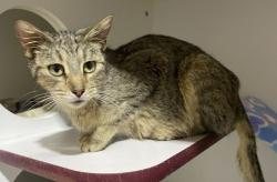Shelter Stray Female Cat last seen Near Hwy 8 Business, El Cajon, CA, 92021, El Cajon, CA 92020, USA