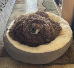 Shelter Stray Male Dog last seen Near 47th Street, San Diego, CA, 92105, 5500 Gaines St, San Diego, CA 92110, USA