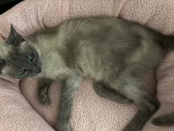 Shelter Stray Female Cat last seen Apt 196,6460 Convoy Court, San Diego, CA, 92117, 5500 Gaines St, San Diego, CA 92110, USA
