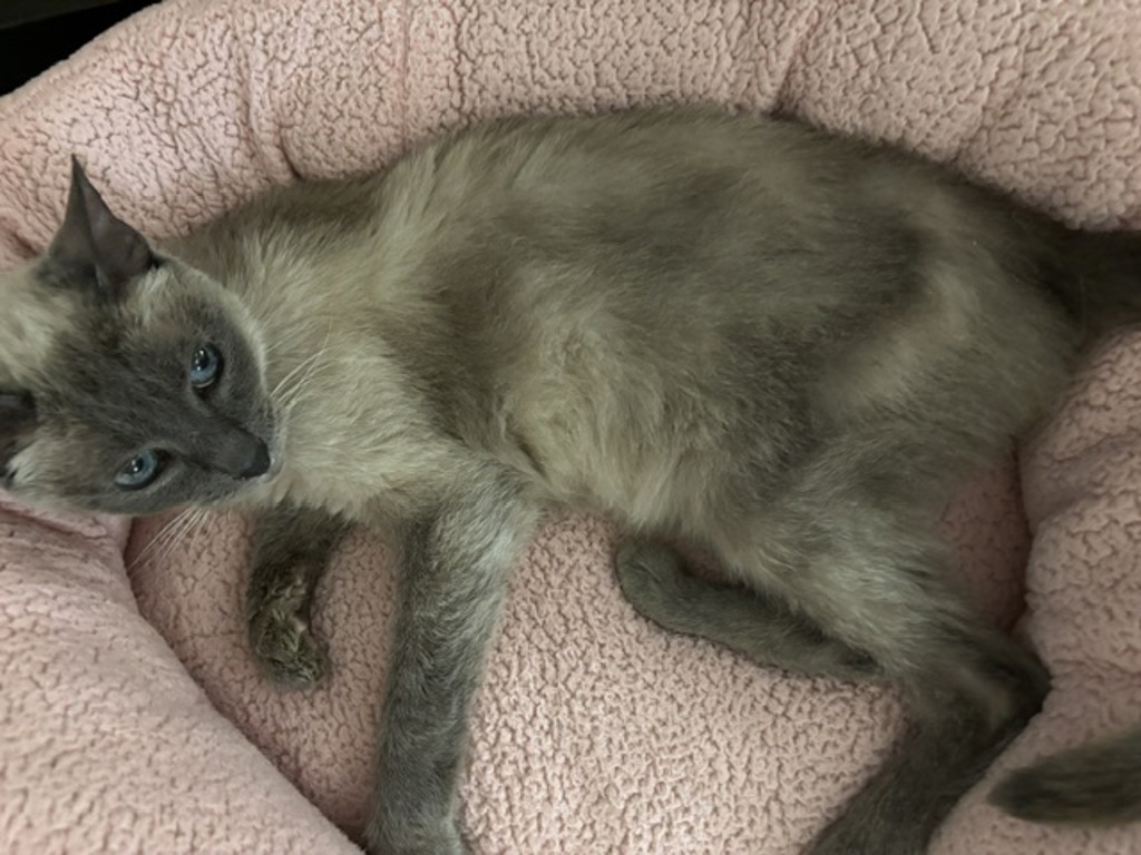 Shelter Stray Female Cat last seen Apt 196,6460 Convoy Court, San Diego, CA, 92117, 5500 Gaines St, San Diego, CA 92110, USA