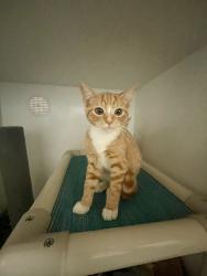 Shelter Stray Female Cat last seen Near Cedar Road, Oceanside, CA, 92056, Oceanside, CA 92058, USA