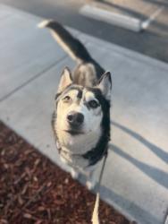 Shelter Stray Female Dog last seen E Mission Bay Drive, San Diego, CA, 92109, 5500 Gaines St, San Diego, CA 92110, USA