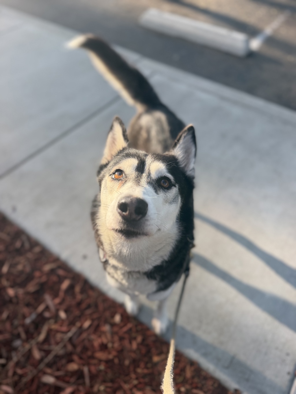 Shelter Stray Female Dog last seen E Mission Bay Drive, San Diego, CA, 92109, 5500 Gaines St, San Diego, CA 92110, USA