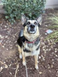 Shelter Stray Female Dog last seen Kurtz Street, San Diego, CA, 92110, 5500 Gaines St, San Diego, CA 92110, USA