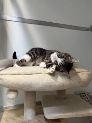 Shelter Stray Female Cat last seen 36th Street, San Diego, CA, 92104, 5500 Gaines St, San Diego, CA 92110, USA