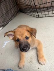 Shelter Stray Male Dog last seen Near S Coast Boulevard, San Diego, CA, 92037, 5500 Gaines St, San Diego, CA 92110, USA